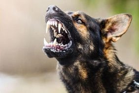 Yahyakaptan’da Sokak Köpekleri Bir Öğrenci Saldırdı