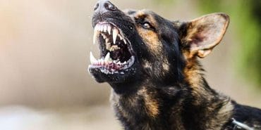 Yahyakaptan’da Sokak Köpekleri Bir Öğrenci Saldırdı