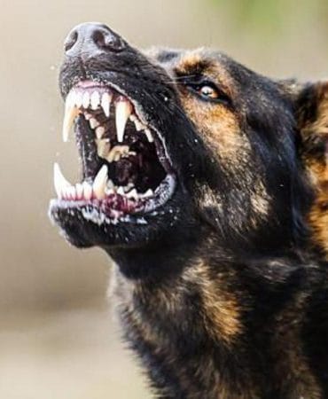 Yahyakaptan’da Sokak Köpekleri Bir Öğrenci Saldırdı