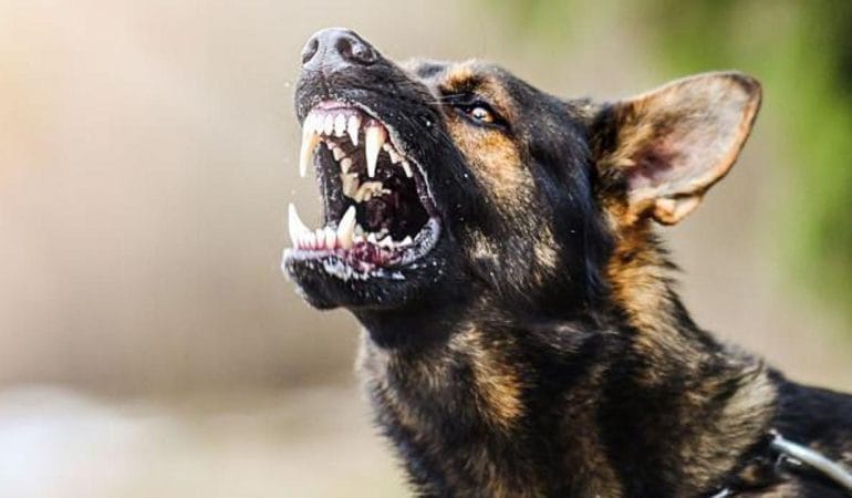 Yahyakaptan’da Sokak Köpekleri Bir Öğrenci Saldırdı