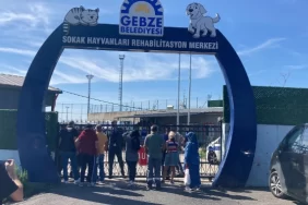 gebze-de-copten-olu-kedi-ve-kopekler-cikti-6505