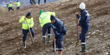 kocaelide-4-bin-agac-toprakla-bulusturuluyor-1732132518.webp
