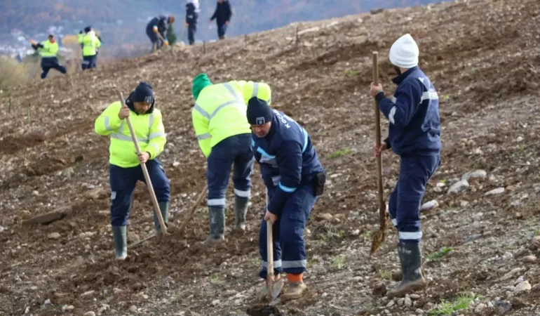 kocaelide-4-bin-agac-toprakla-bulusturuluyor-1732132518.webp
