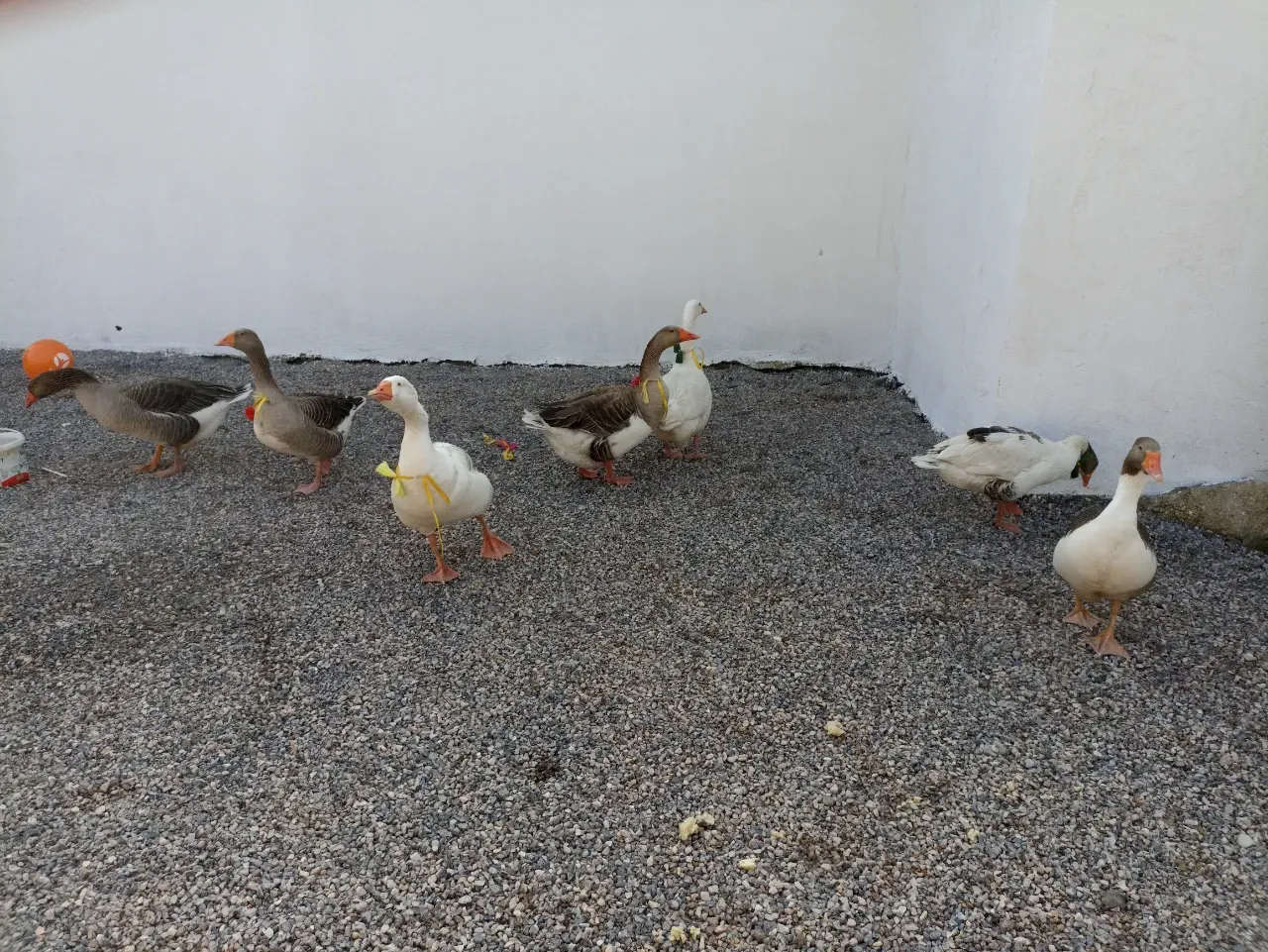 Kocaeli’nde Gelenek Yaşatıldı: Kaz Bayramı Coşkuyla Kutlandı