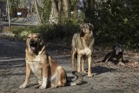 67a9a0357ee76671-w1200xh675 (1)