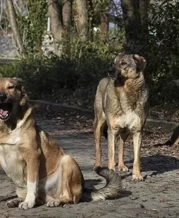 67a9a0357ee76671-w1200xh675 (1)