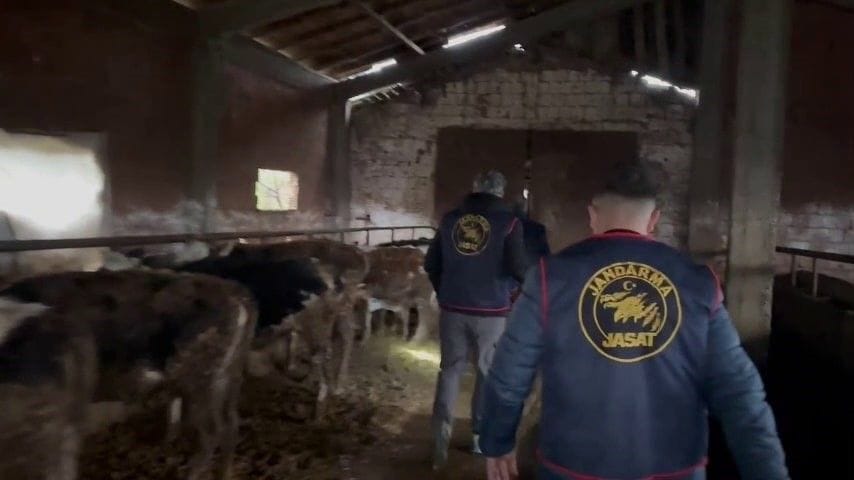 Çiftçilerin korkulu rüyası oldular, Jandarmadan kaçamadılar