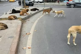 sokak-kopekleri-sorunu-icin-buyukakina-yetki-1