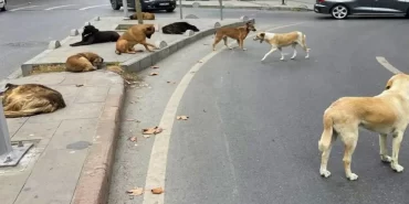 sokak-kopekleri-sorunu-icin-buyukakina-yetki-1