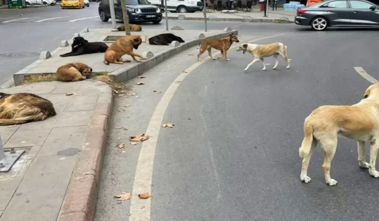 sokak-kopekleri-sorunu-icin-buyukakina-yetki-1