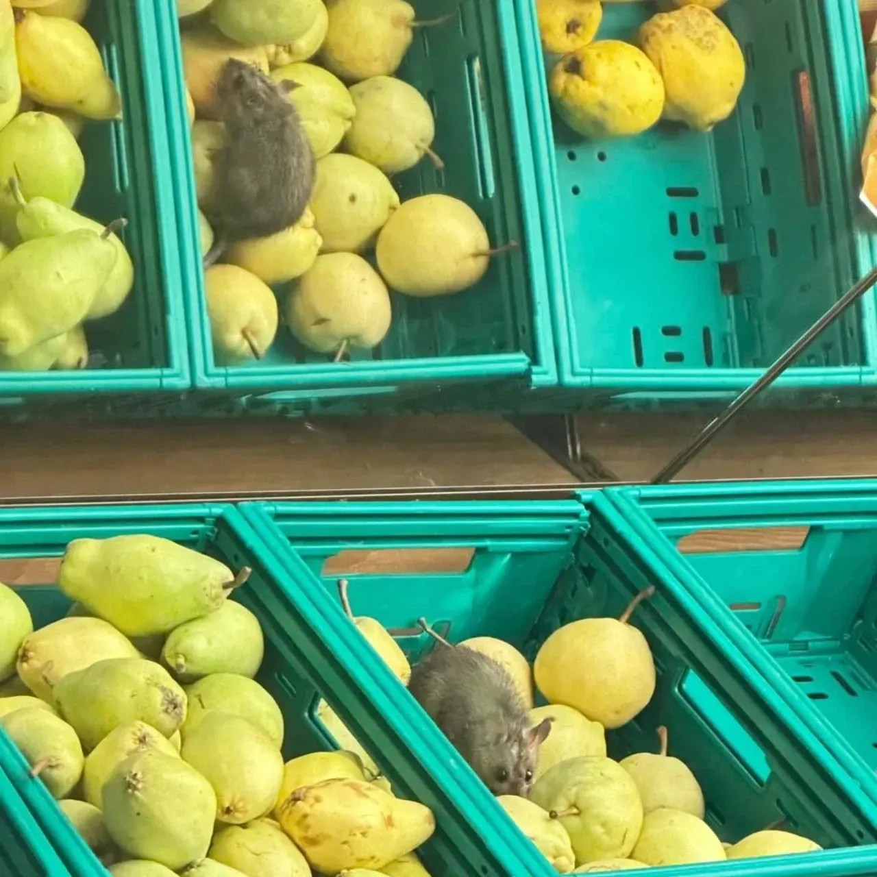 İzmit'te ŞOK Görüntüler: Marketi Fareler Bastı!