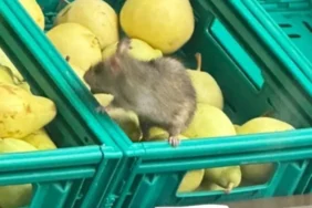 52003b9a-6f39-4599-9b19-1748614740