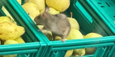 52003b9a-6f39-4599-9b19-1748614740