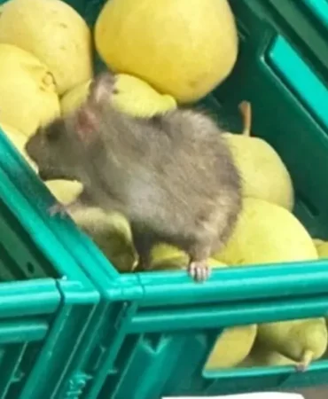 52003b9a-6f39-4599-9b19-1748614740