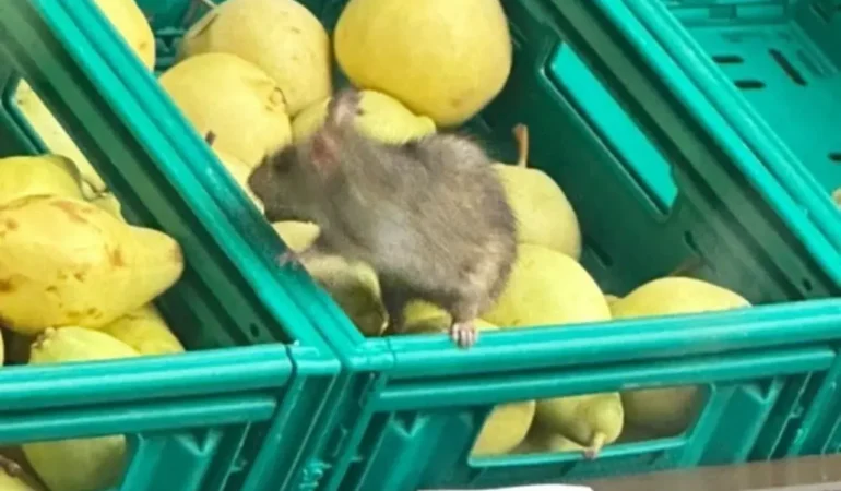 52003b9a-6f39-4599-9b19-1748614740