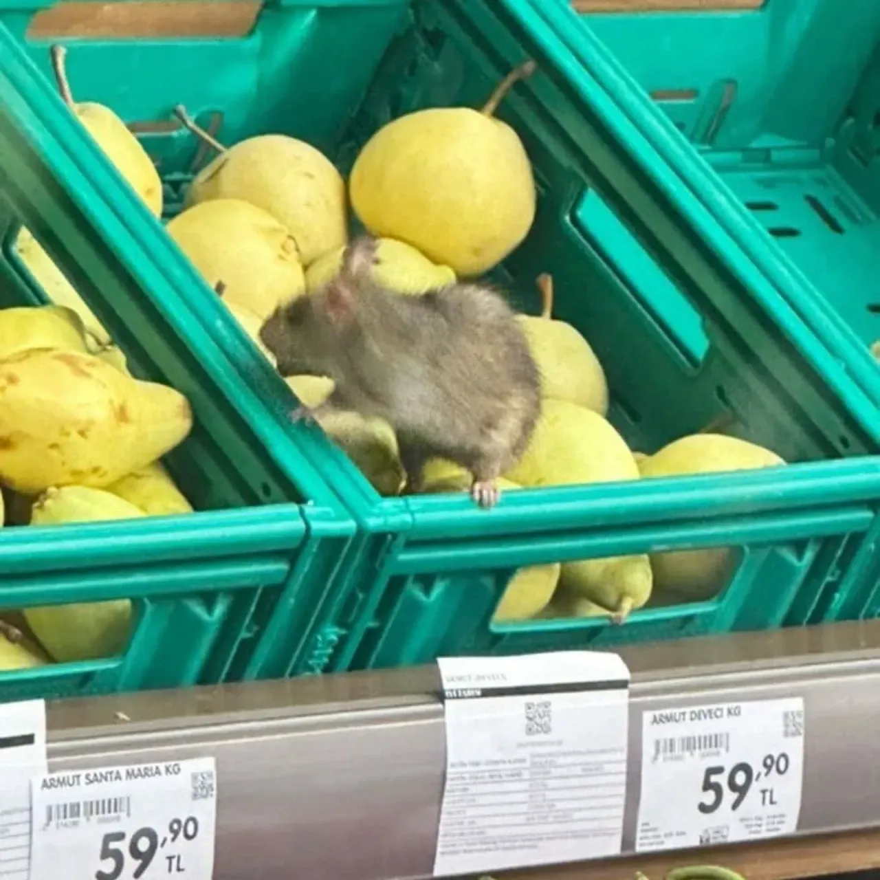 İzmit'te ŞOK Görüntüler: Marketi Fareler Bastı!