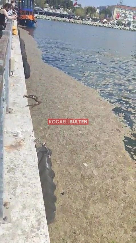 Marmara’da Kâbus Geri Döndü: Müsilaj Yeniden Görüldü