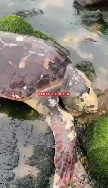 Rotayı şaşırdı, kendini İzmit Körfezi'nde buldu