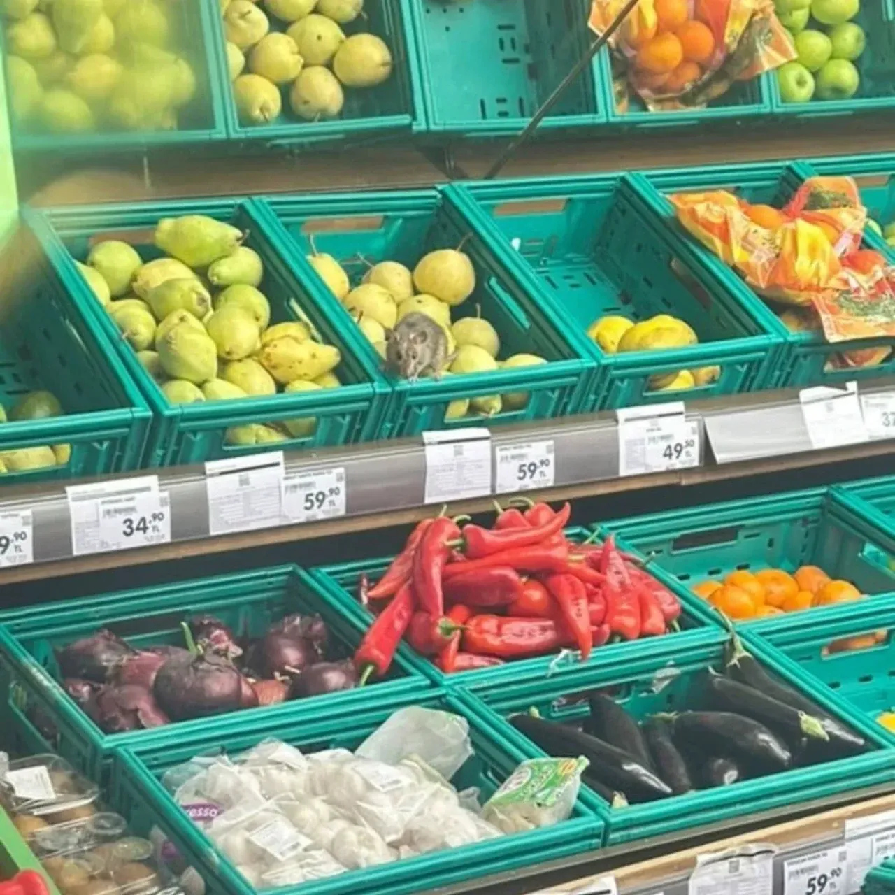 İzmit'te ŞOK Görüntüler: Marketi Fareler Bastı!