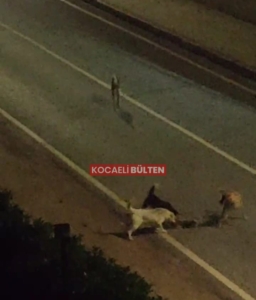 Kartepe’de Sokak Köpeği Vahşeti