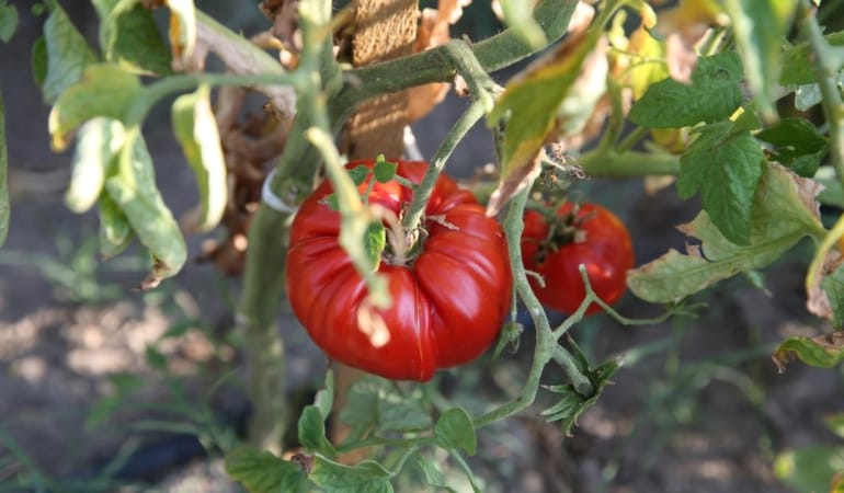 safranbolu-maniye-domatesi-aa-2386286.jpg