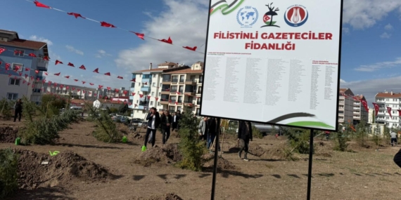 fidanlik-2412101.jpg