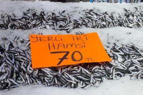 hamsi-aa-2409496.jpg