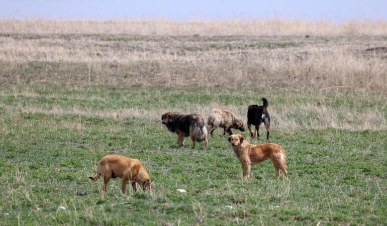 kopek-2303909.jpg