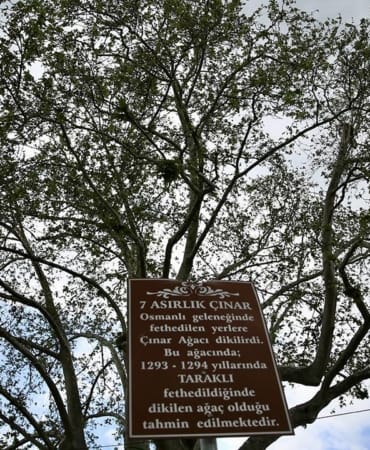 asirlik-agac-aa-2425794.jpg
