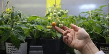domates-uretim-aa-2441187.jpg